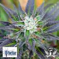 NorStar Genetics Seeds Bubba Fresh